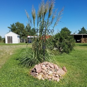 Pampas grass